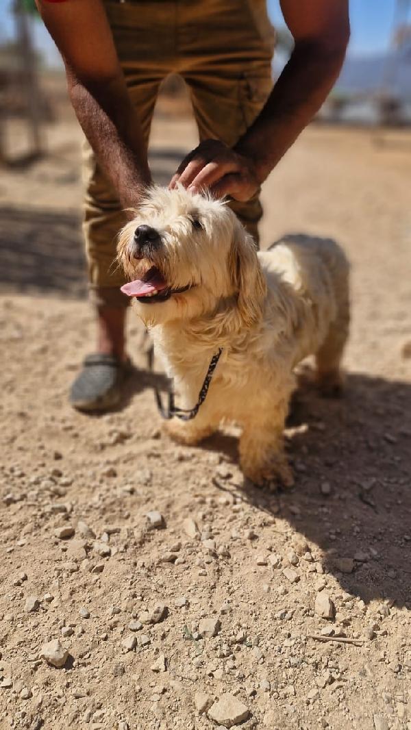 Snoopy, tenero meticcio Foto 5